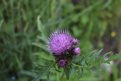 Cirsium alsophilum, photographed by Fabien Piednoir
