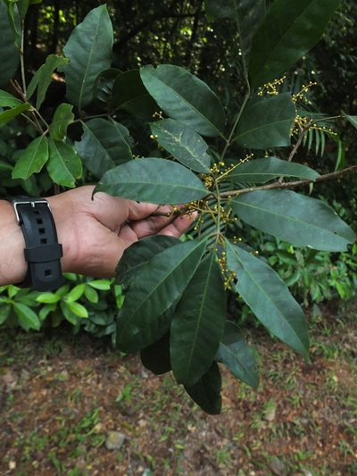 Aglaia elaeagnoidea, photographed by Siddarth Machado
