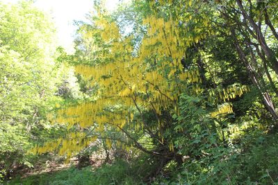 Laburnum alpinum, photographed by Fabien Piednoir