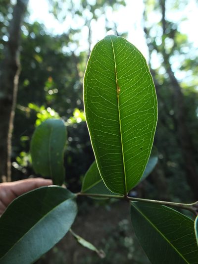 Syzygium caryophyllatum, photographed by Siddarth Machado