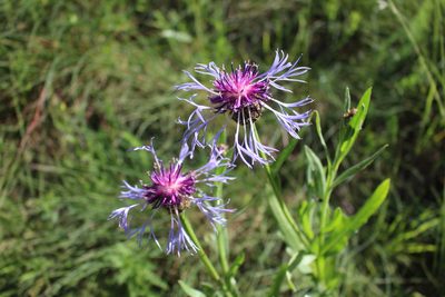 Centaurea triumfettii, photographed by Fabien Piednoir