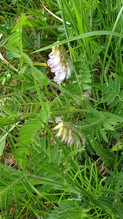 Vicia orobus, photographed by Morten DD Hansen