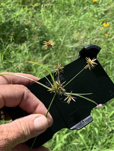 Cyperus retroflexus, photographed by CK2AZ