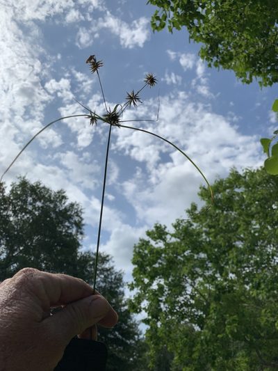 Cyperus retroflexus, photographed by CK2AZ