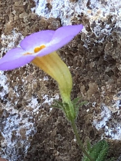 Jamesbrittenia tenella, photographed by Dave U