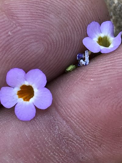 Jamesbrittenia tenella, photographed by Dave U