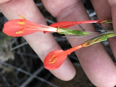 Gladiolus saccatus, photographed by Dave U