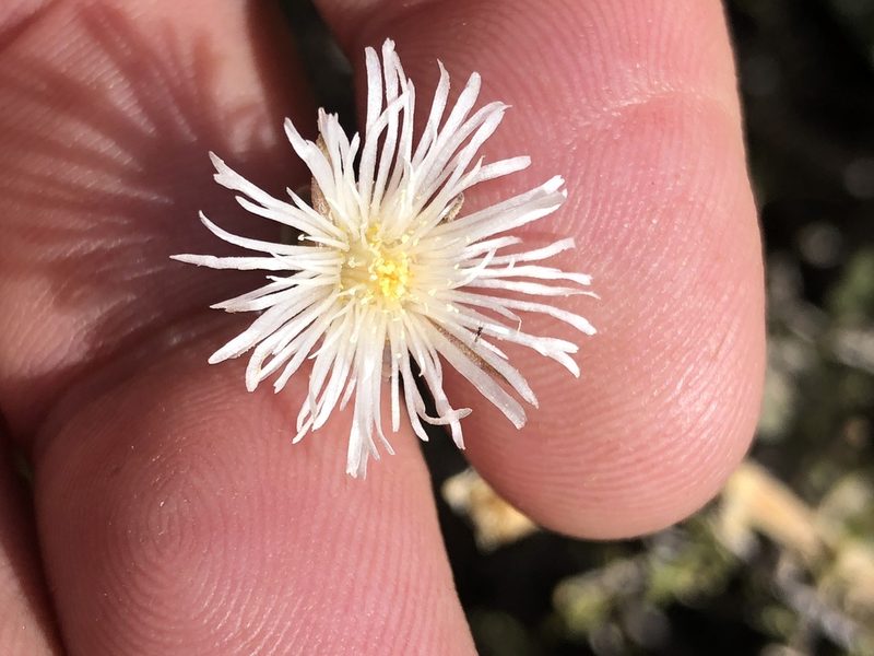 Mesembryanthemum geniculiflorum, photographed by Dave U