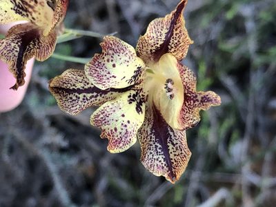 Gladiolus maculatus, photographed by Dave U