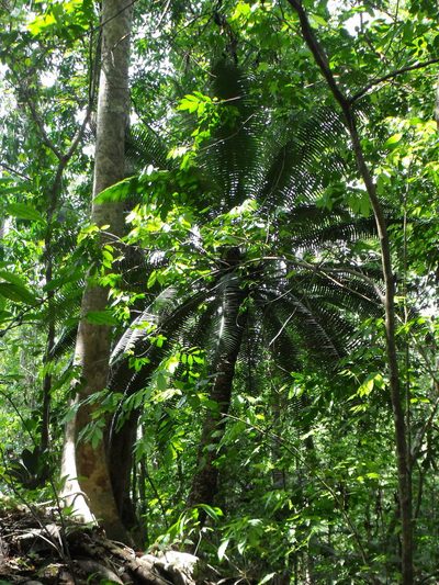 Dioon spinulosum, photographed by Tereka Lasso
