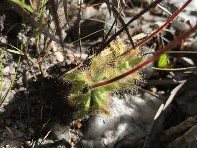 Drosera schwackei, photographed by william_hoyer