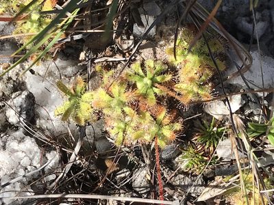 Drosera schwackei, photographed by william_hoyer