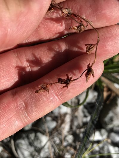 Drosera schwackei, photographed by william_hoyer