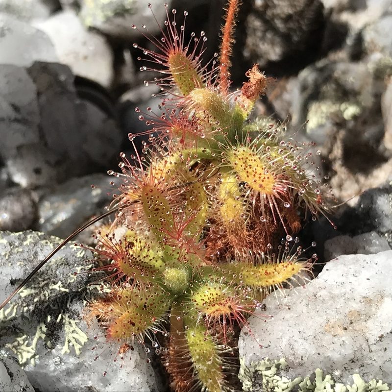 Drosera schwackei, photographed by william_hoyer