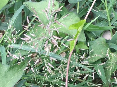 Eragrostis barrelieri, photographed by Zinogre