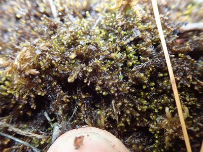 Gymnocolea inflata, photographed by Randal