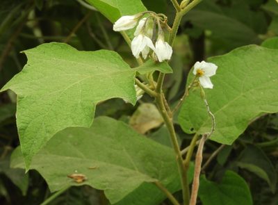 Solanum ferrugineum, photographed by Francisco Farriols Sarabia