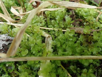 Rhizomnium magnifolium, photographed by Randal
