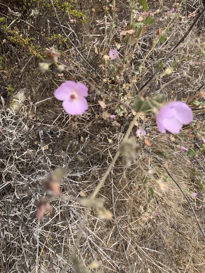Malacothamnus foliosus, photographed by Jim Riley