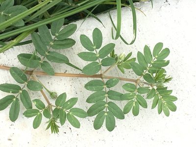 Kallstroemia parviflora, photographed by Zinogre