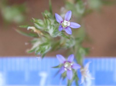 Eriastrum filifolium, photographed by Millie Basden