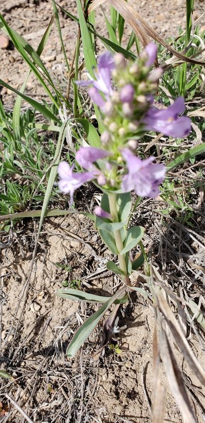 Penstemon cyathophorus, photographed by dande
