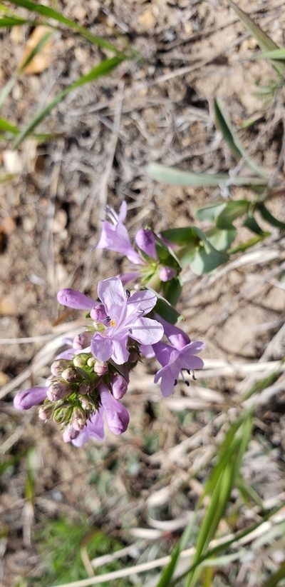 Penstemon cyathophorus, photographed by dande