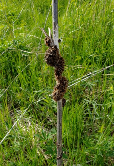 Cuscuta glomerata, photographed by aarongunnar
