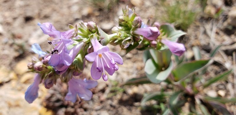 Penstemon cyathophorus, photographed by dande