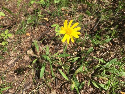 Arnica lonchophylla, photographed by Jason Grant