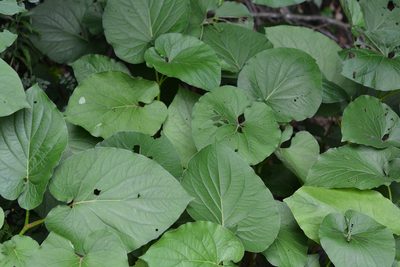 Piper auritum, photographed by Amber M. King