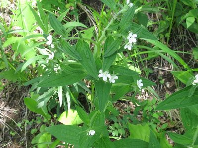 Lithospermum erythrorhizon, photographed by Repina Tatyana