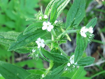 Lithospermum erythrorhizon, photographed by Repina Tatyana