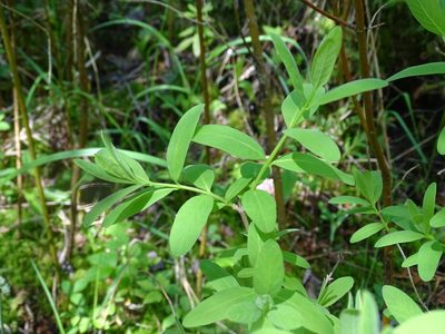 Lonicera oblongifolia, photographed by Reuven Martin