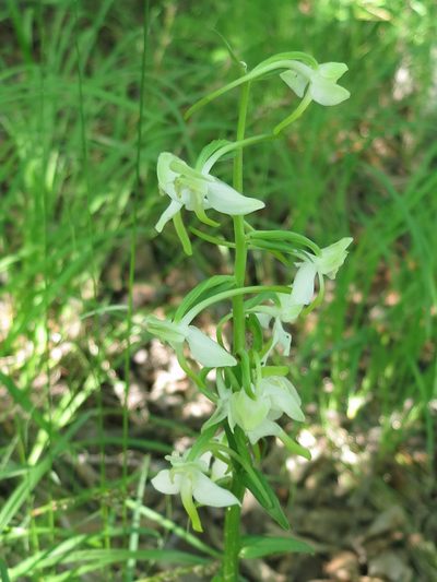 Platanthera densa, photographed by Repina Tatyana