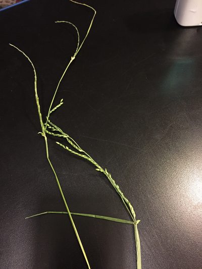 Urochloa platyphylla, photographed by jrrigby
