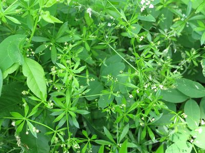 Galium dahuricum, photographed by Repina Tatyana