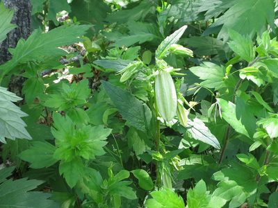 Campanula punctata, photographed by Repina Tatyana