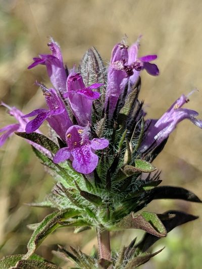 Pogogyne douglasii, photographed by Alex Heyman