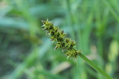 Carex alopecoidea, photographed by Quinten Wiegersma