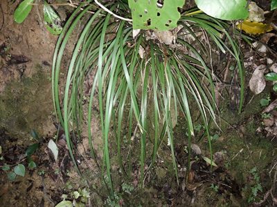 Libertia grandiflora, photographed by naturewatchwidow