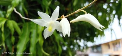 Dendrobium crumenatum, photographed by Ong Jyh Seng