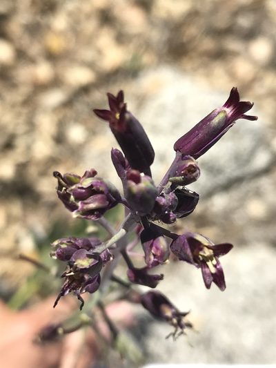 Streptanthus campestris, photographed by Sula Vanderplank