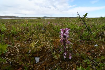 Pedicularis langsdorffii, photographed by Oskar Liset Pryds Hansen