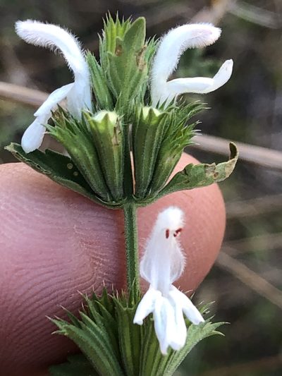 Leucas glabrata, photographed by Dave U