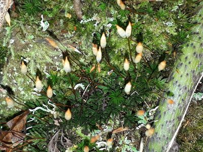 Pogonatum subulatum, photographed by Leon Perrie