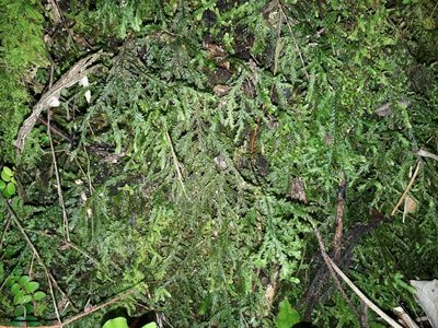 Plagiochila stephensoniana, photographed by Leon Perrie