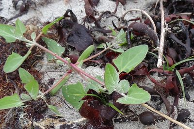 Atriplex laciniata, photographed by Jerry Lanfear