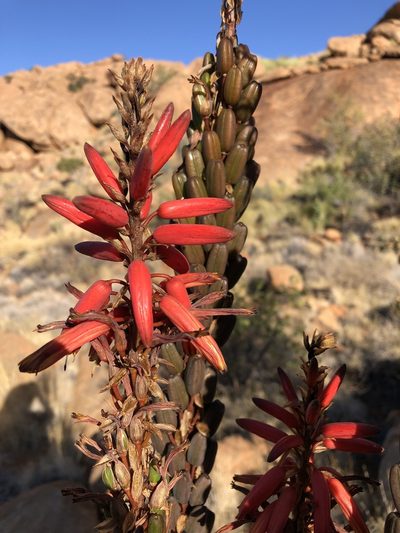 Aloe littoralis, photographed by Dave U
