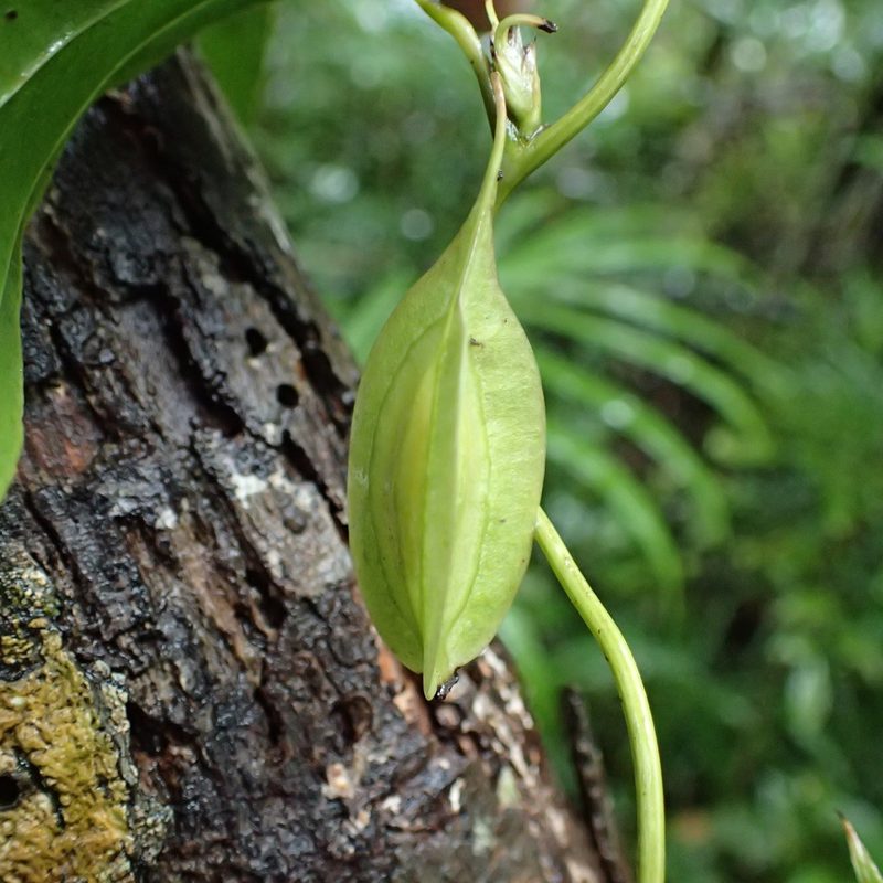 Trichopus sempervirens, photographed by Romer N. Rabarijaona